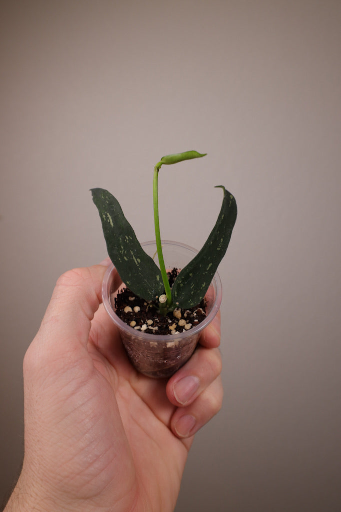 Hoya pandurata (dark form)