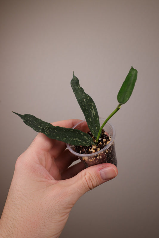 Hoya pandurata (dark form)