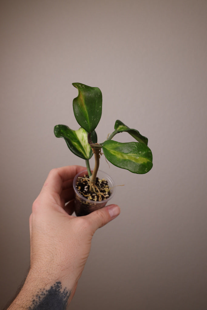 Hoya obovata (inner-variegated)