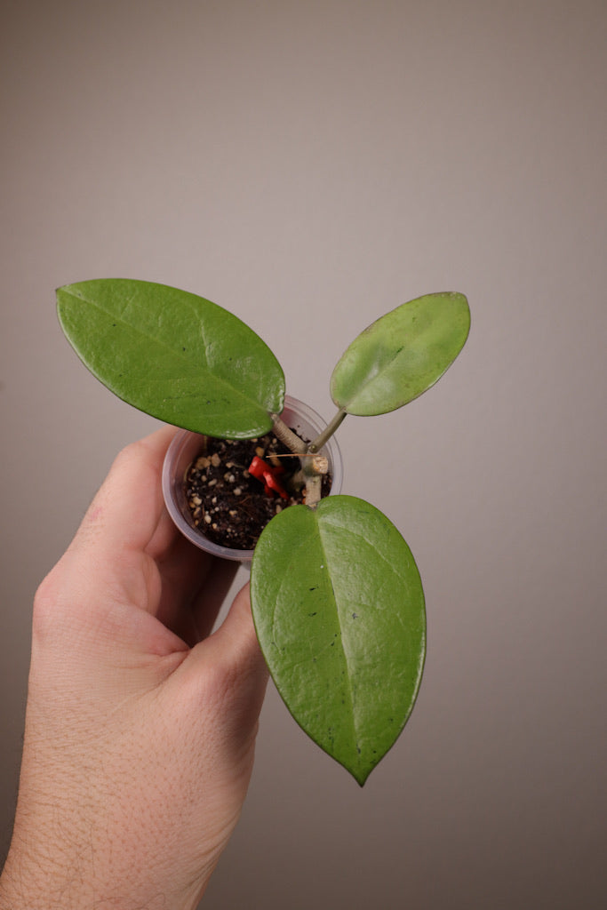 Hoya 'Silver Dollar'