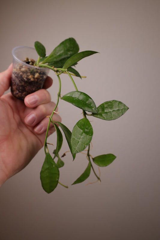 Hoya lacunosa sp. Indonesia