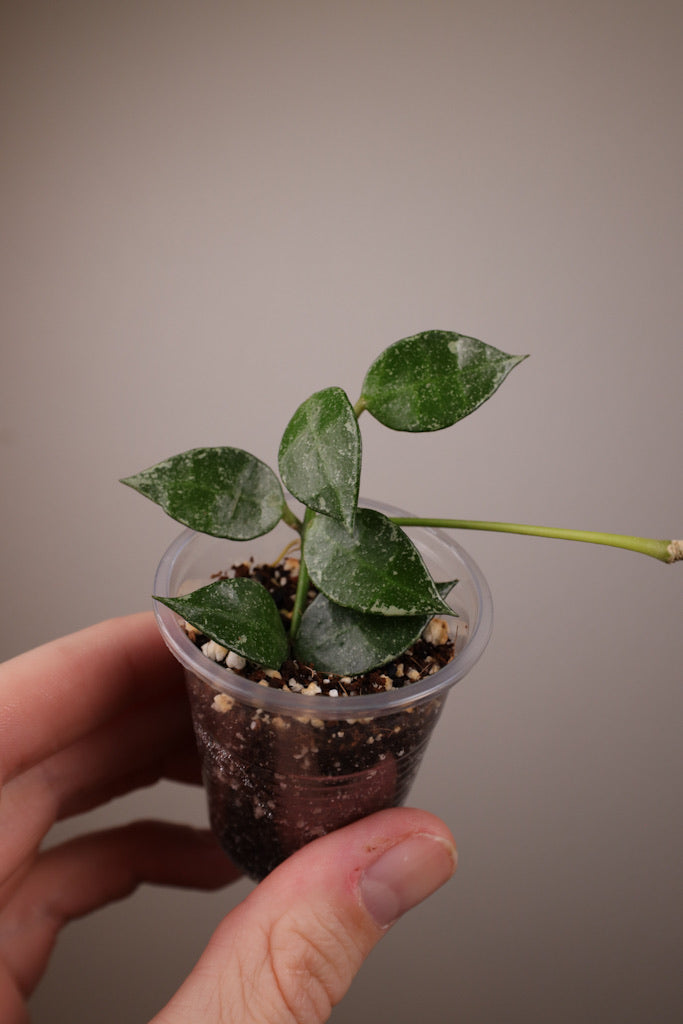 Hoya lacunosa sp. Cianjur