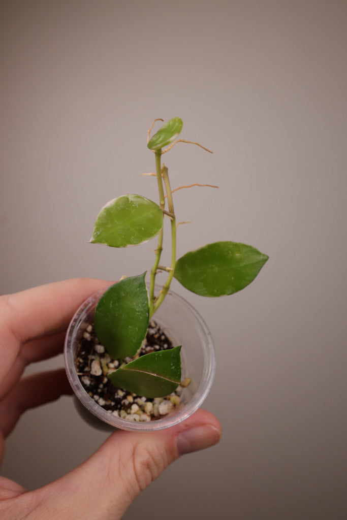 Hoya lacunosa 'Asami' (clone 2)