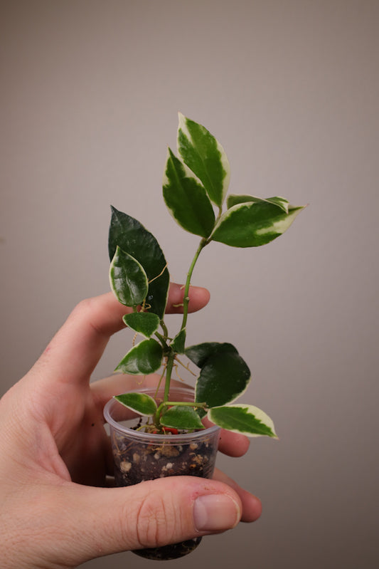 Hoya lacunosa 'Asami' (clone 2)