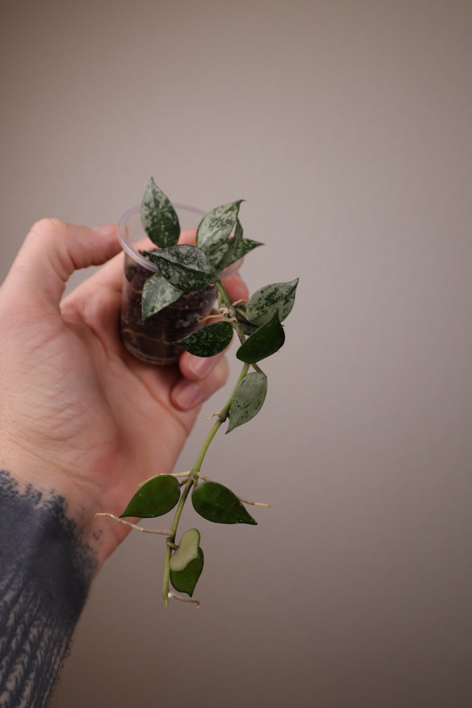 Hoya lacunosa silver (fka krohniana)