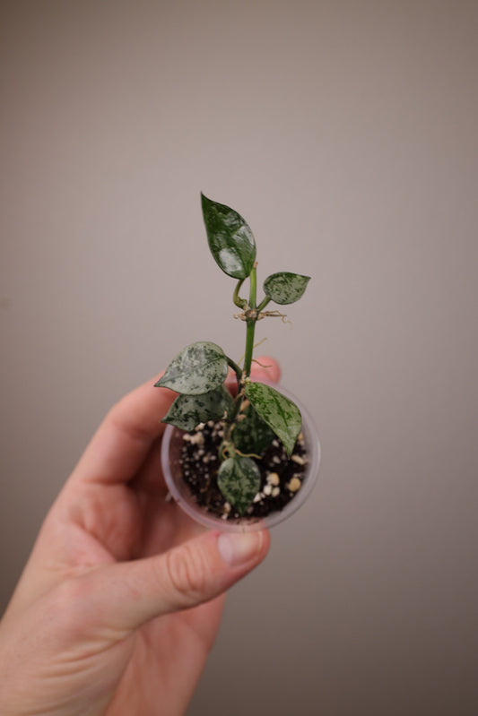Hoya lacunosa silver (fka krohniana)