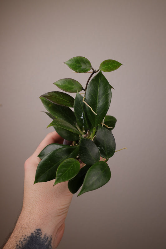 Hoya 'Sunrise'