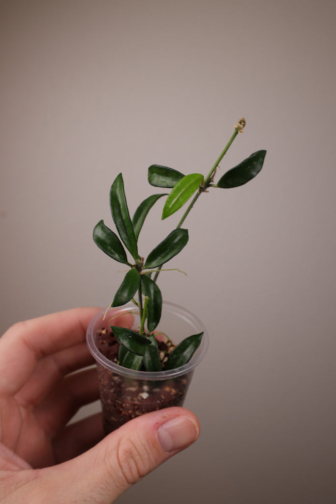 Hoya sp. pg04