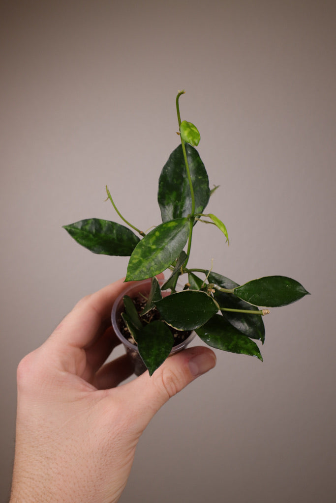 Hoya lacunosa 'Amarillo' & 'Asami' (clone 2) - mixed pot