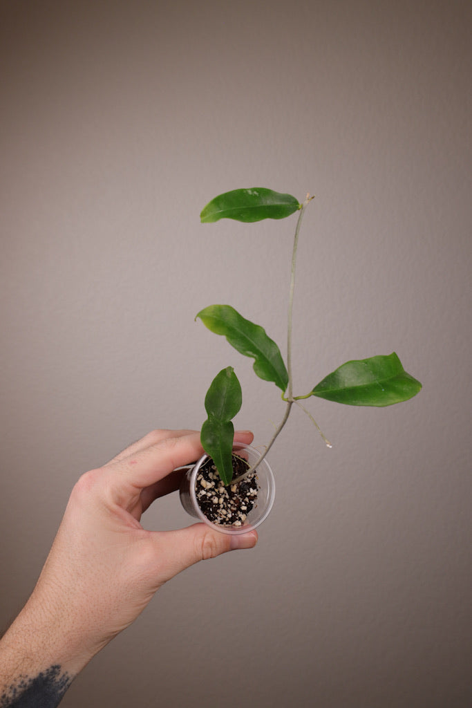 Hoya wallichii ssp. Tenebrosa (SLM02)