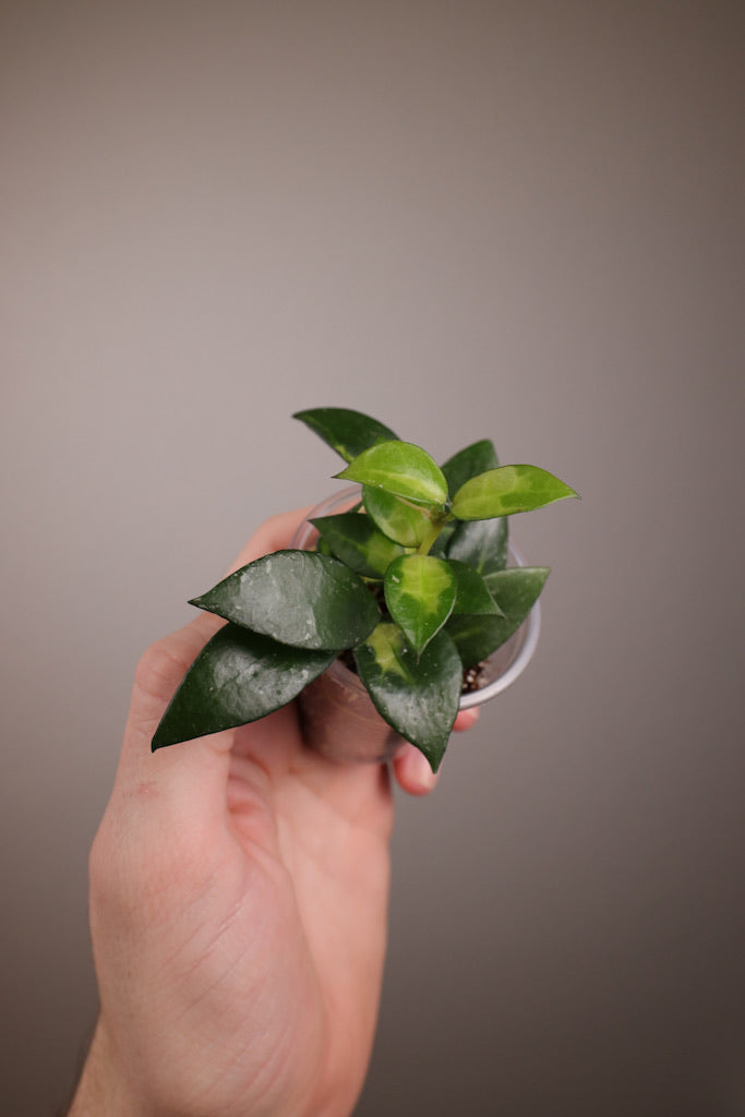 Hoya lacunosa (Golden Flame)