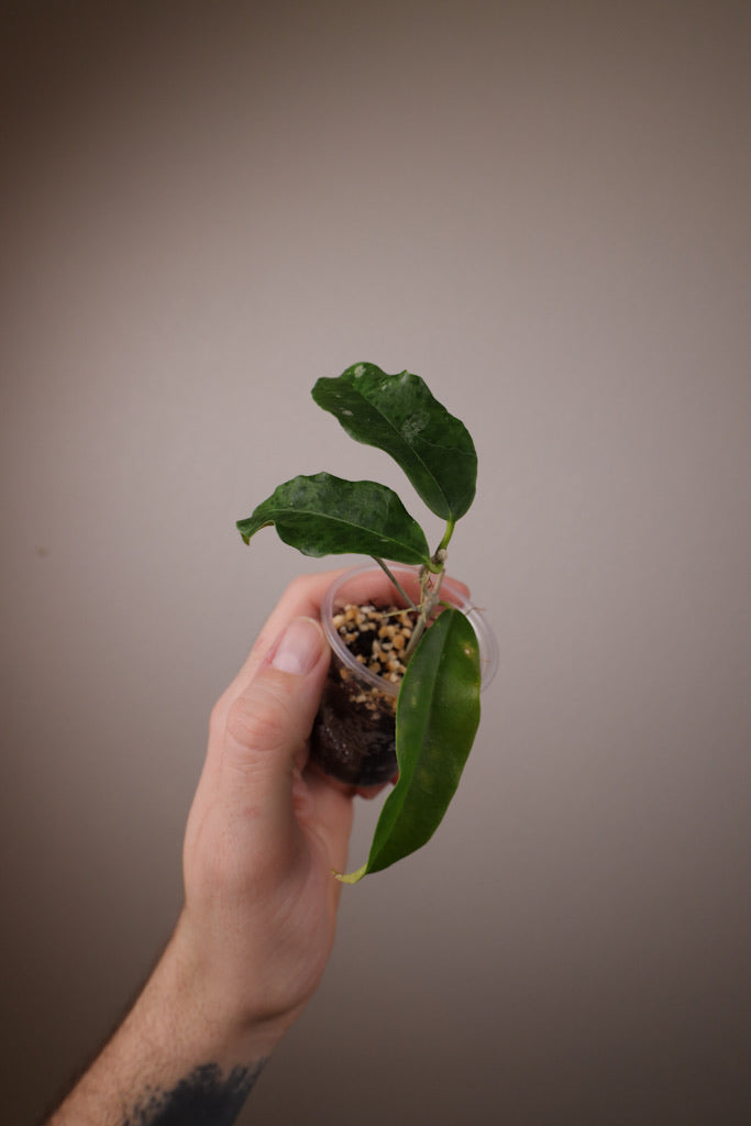 Hoya wallichii ssp. Tenebrosa (SLM02)