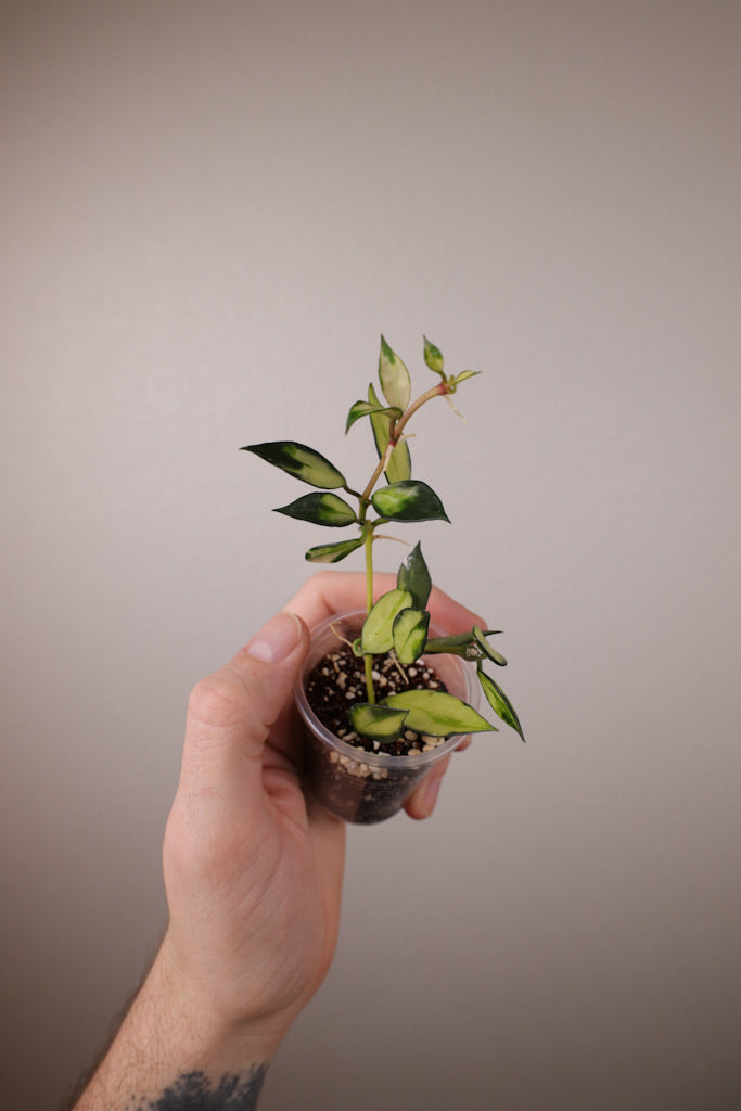 Hoya lacunosa (inner-variegated)