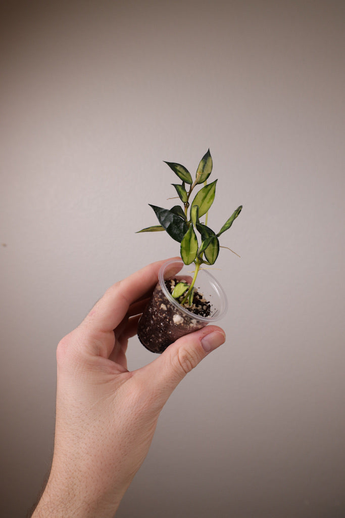 Hoya lacunosa (inner-variegated)