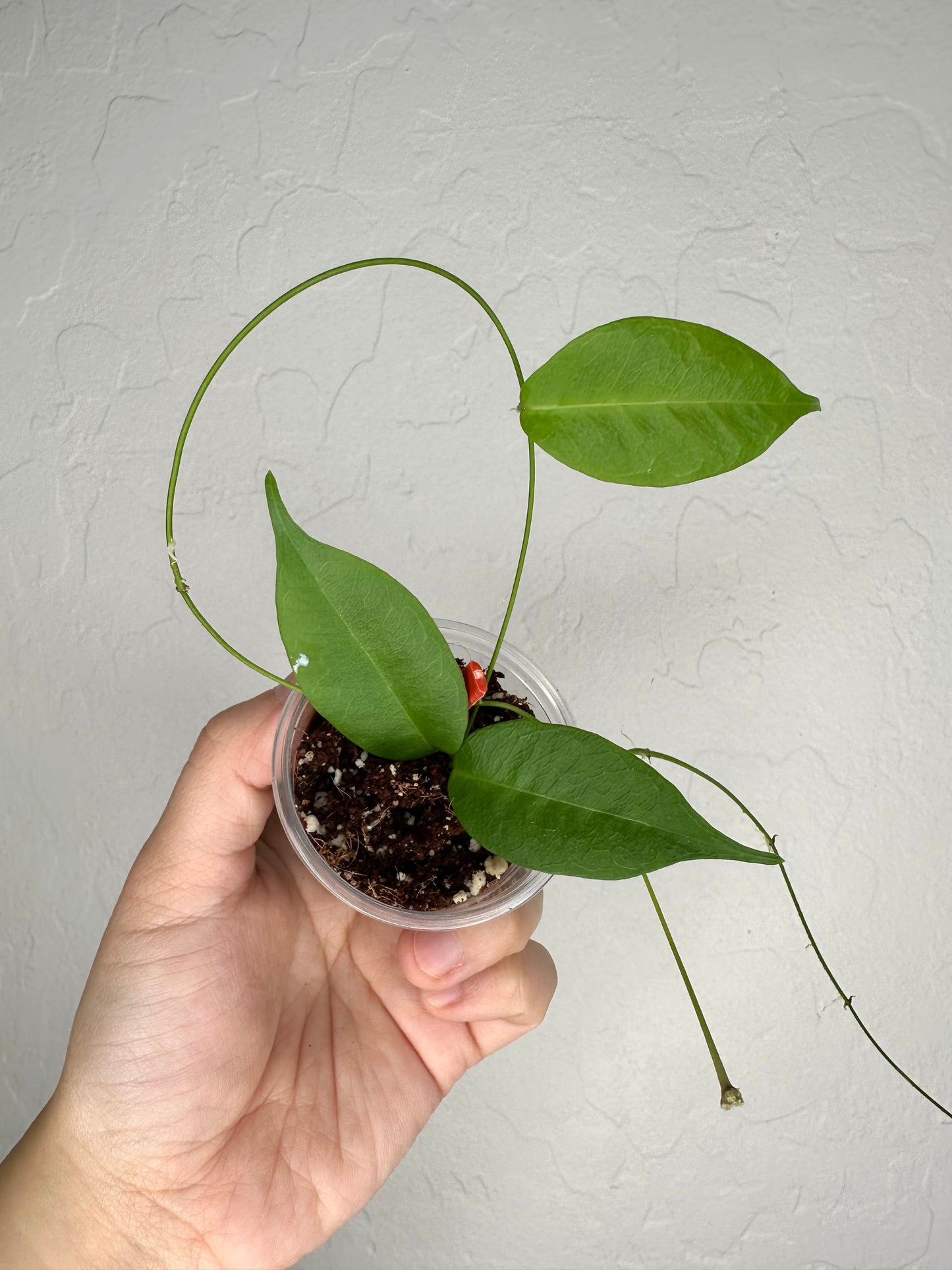 Hoya exilis
