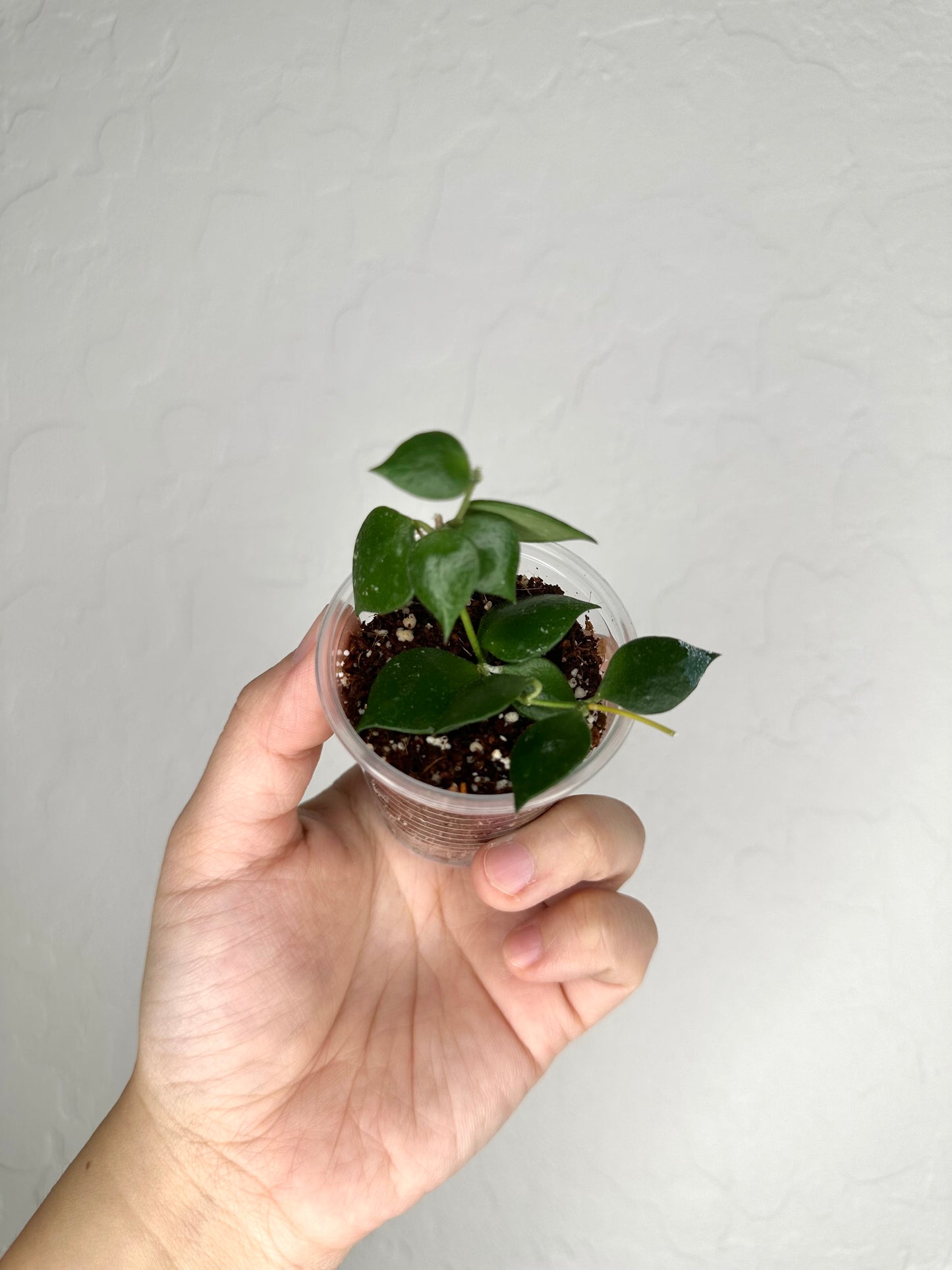 Hoya minutiflora