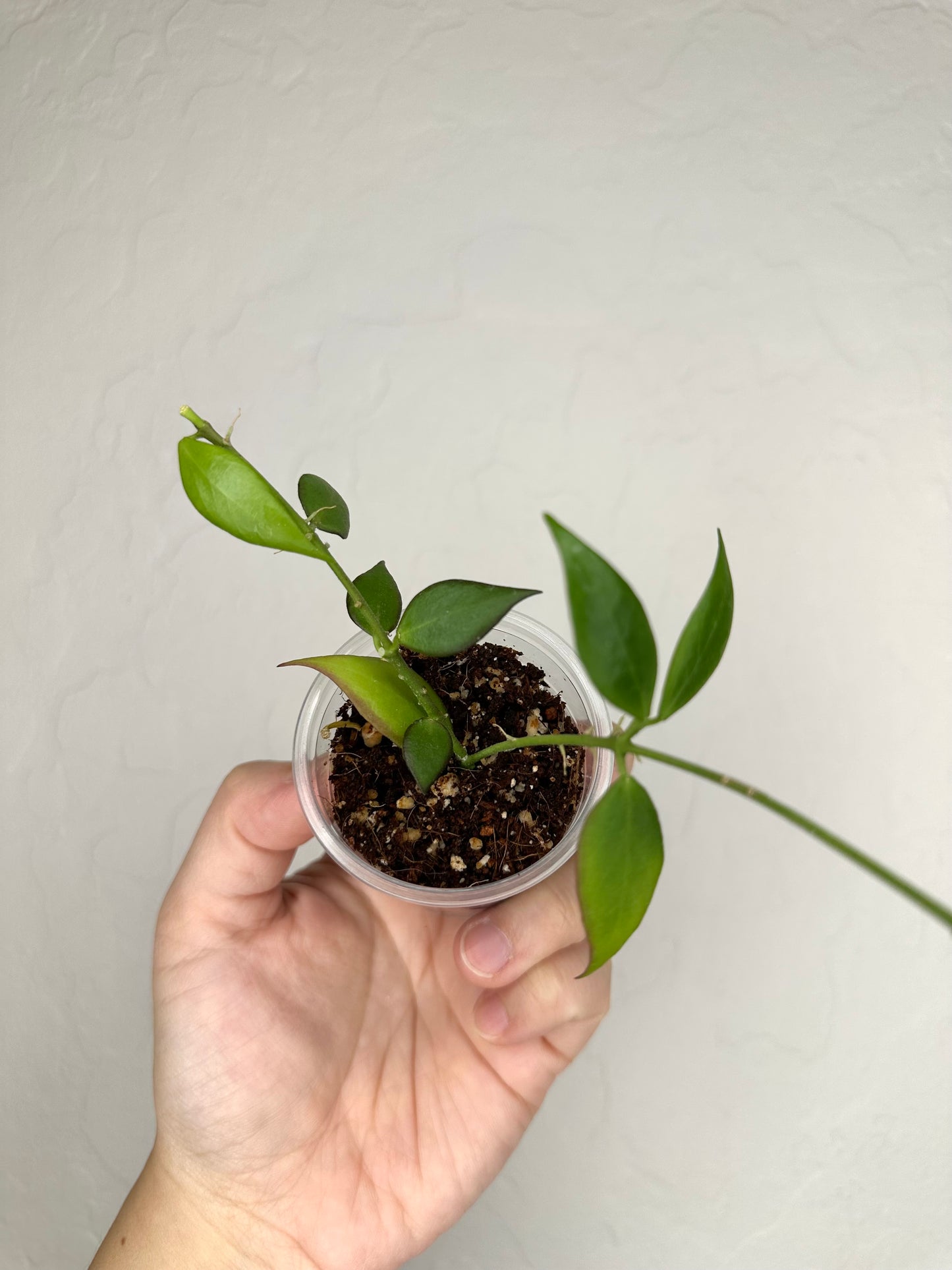 Hoya microstemma