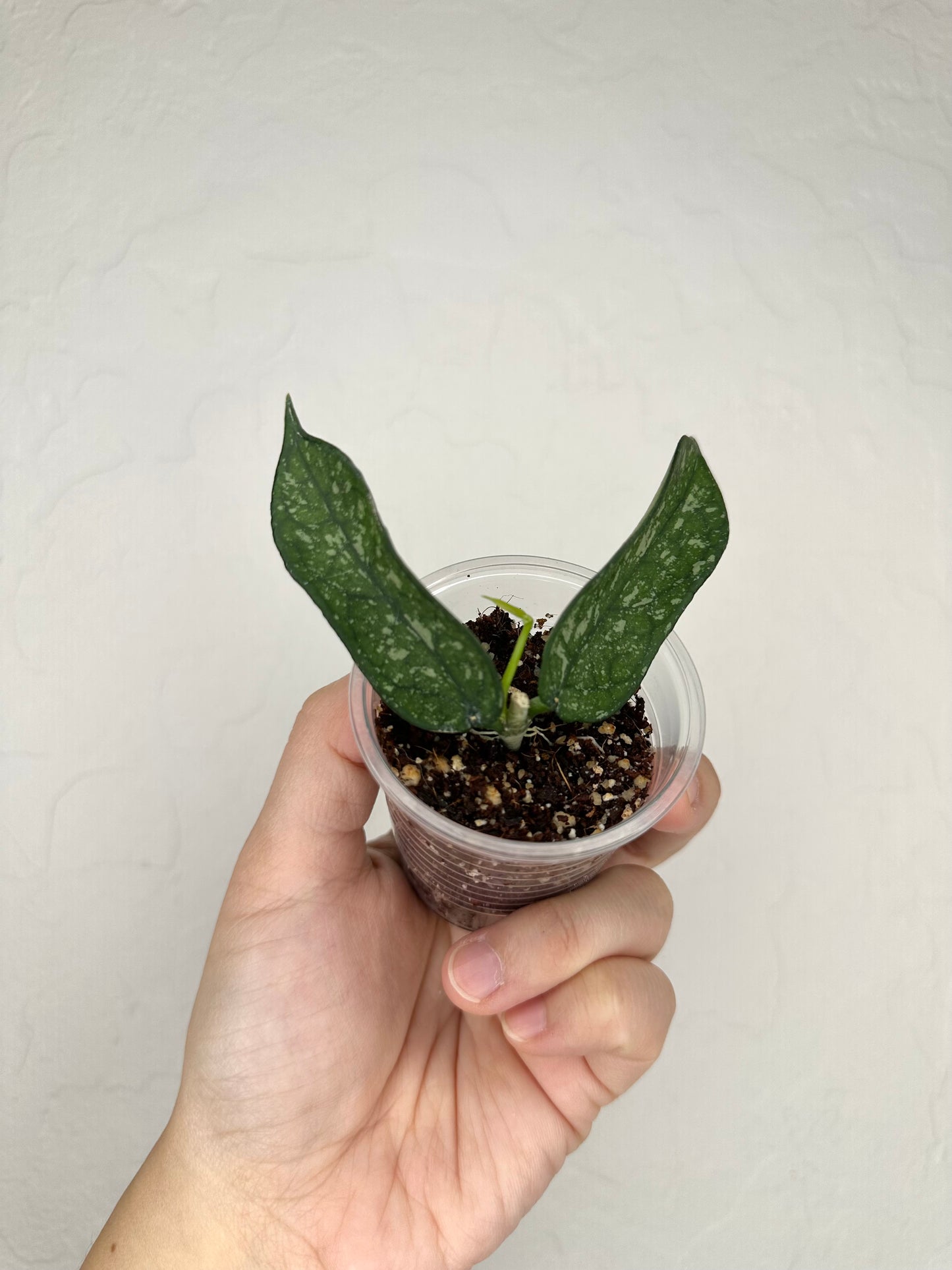 Hoya pandurata (Vietnam)