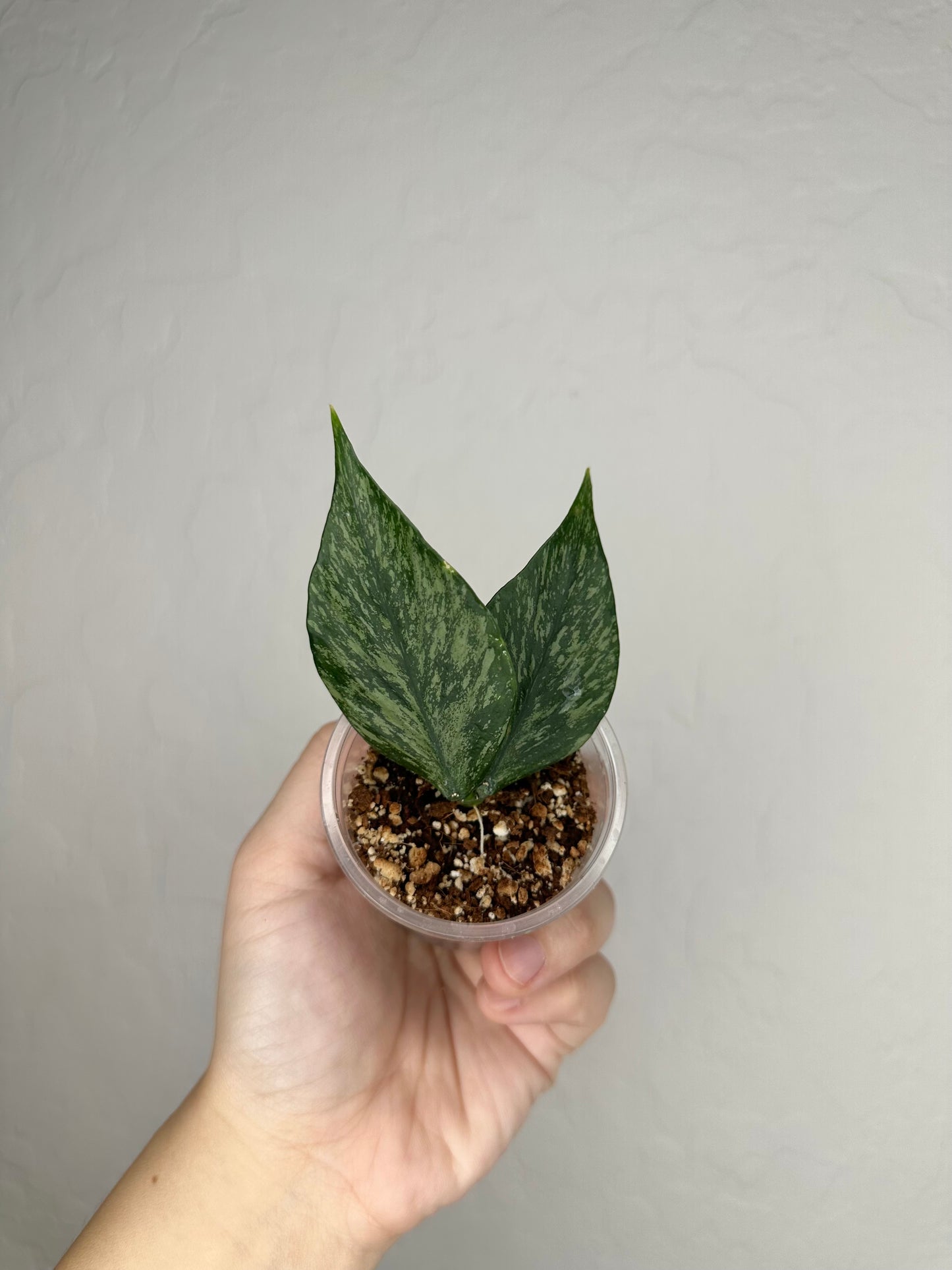 Hoya polyneura (Broget)
