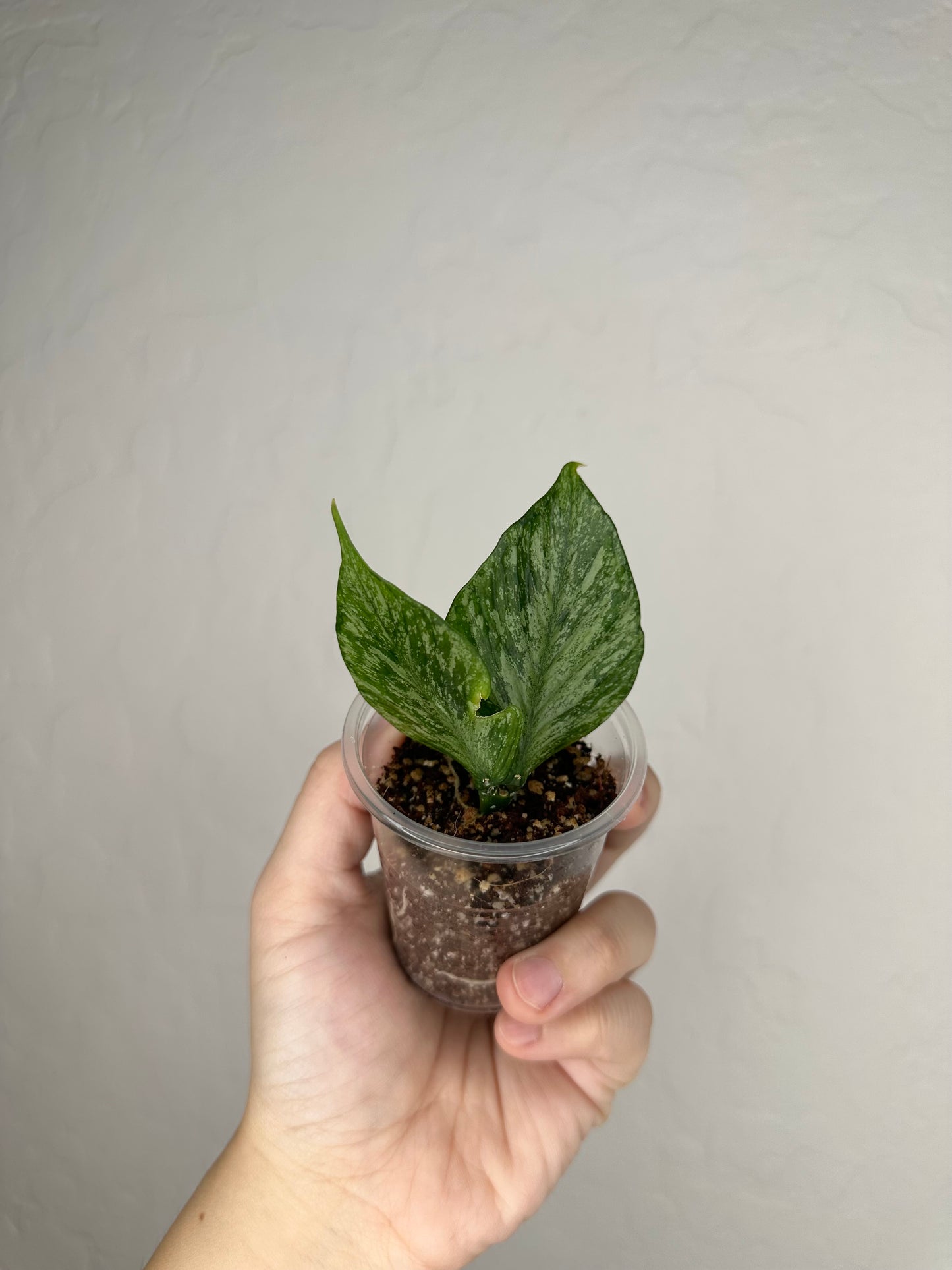 Hoya polyneura (Broget)