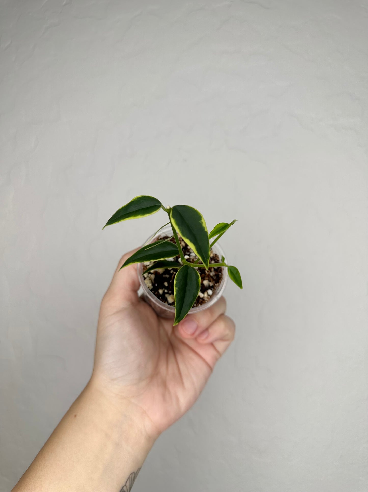 Hoya bella 'Anneke Buis'