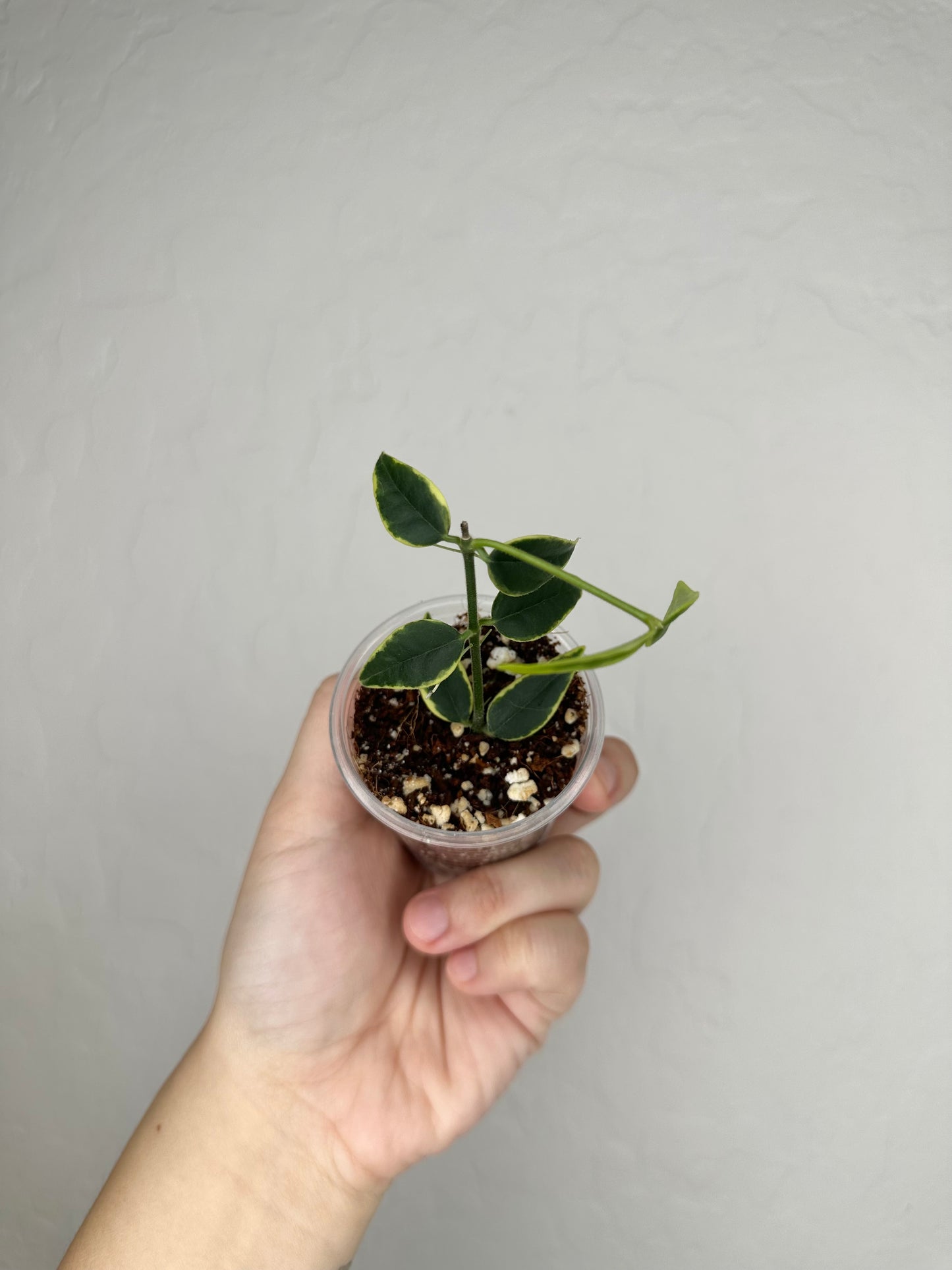 Hoya bella 'Anneke Buis'