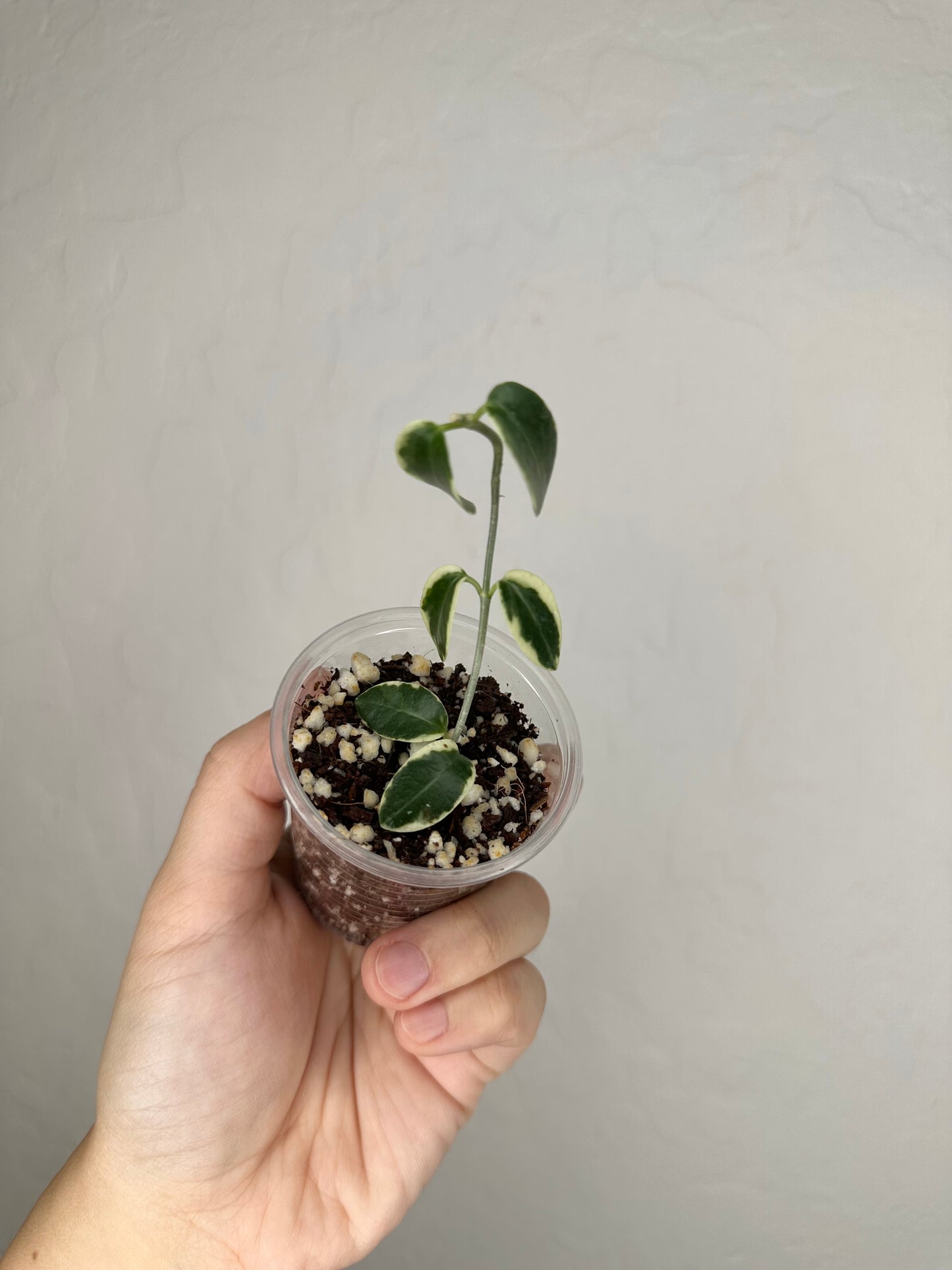 Hoya cumingiana (outer variegated)