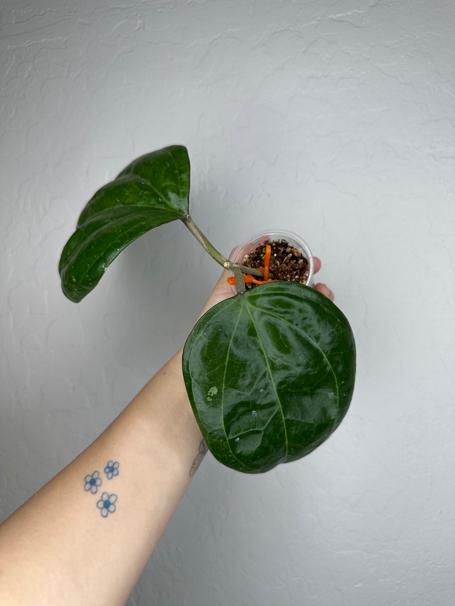 Hoya latifolia sp. Sarawak