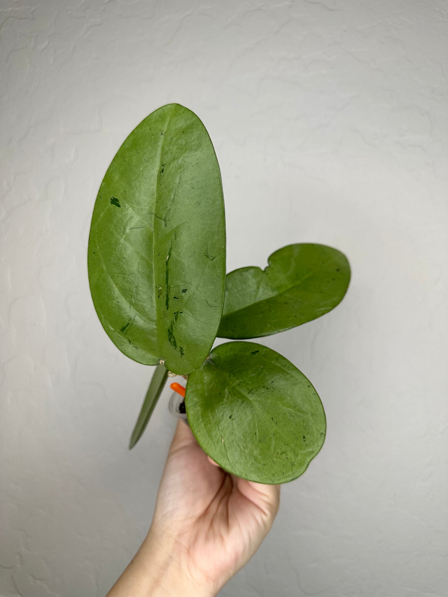 Hoya 'Silver Dollar'