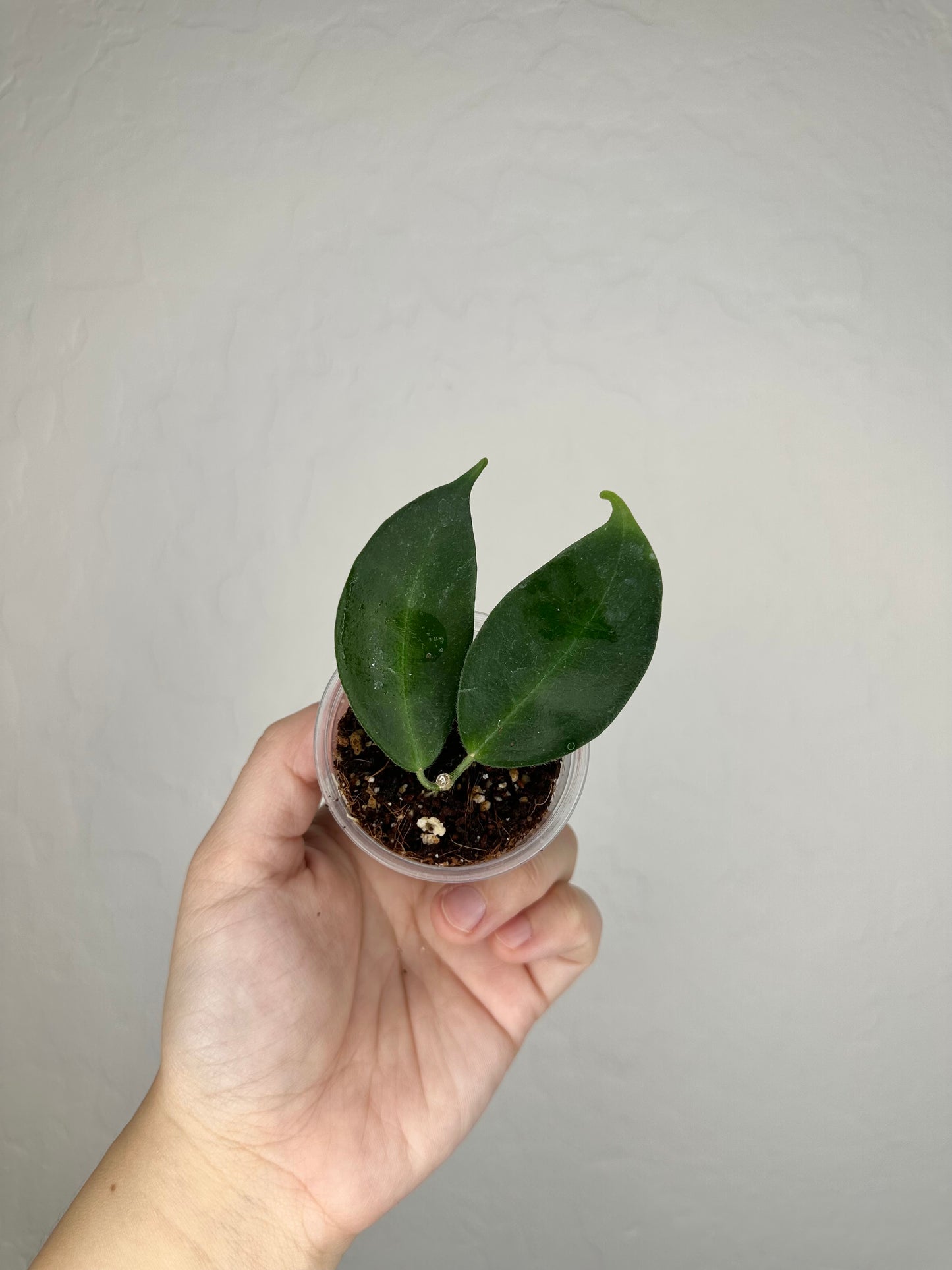 Hoya piestolepis