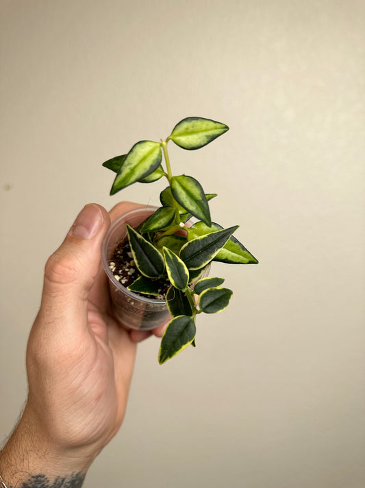 Hoya bella mixed variegated pot