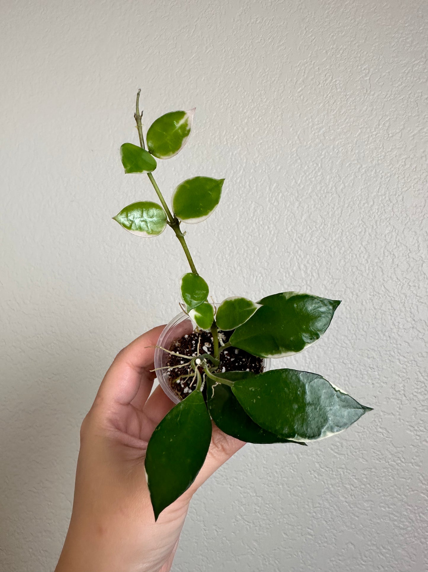 Hoya lacunosa 'Asami' (clone 2)