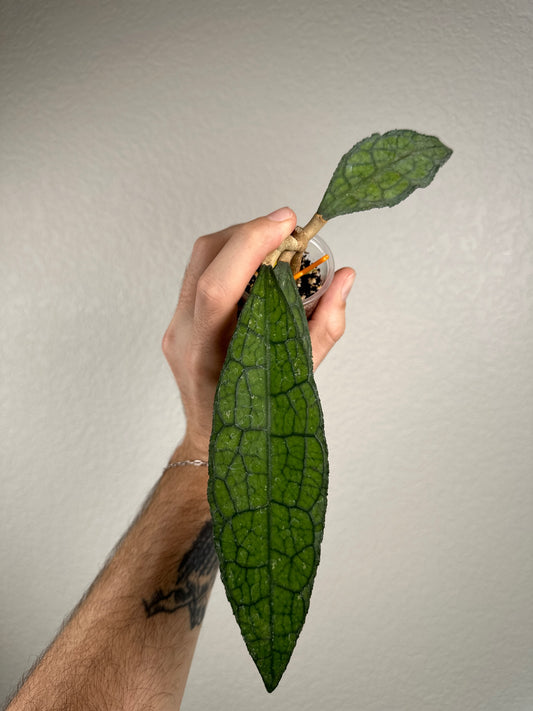 Hoya clemensiorum