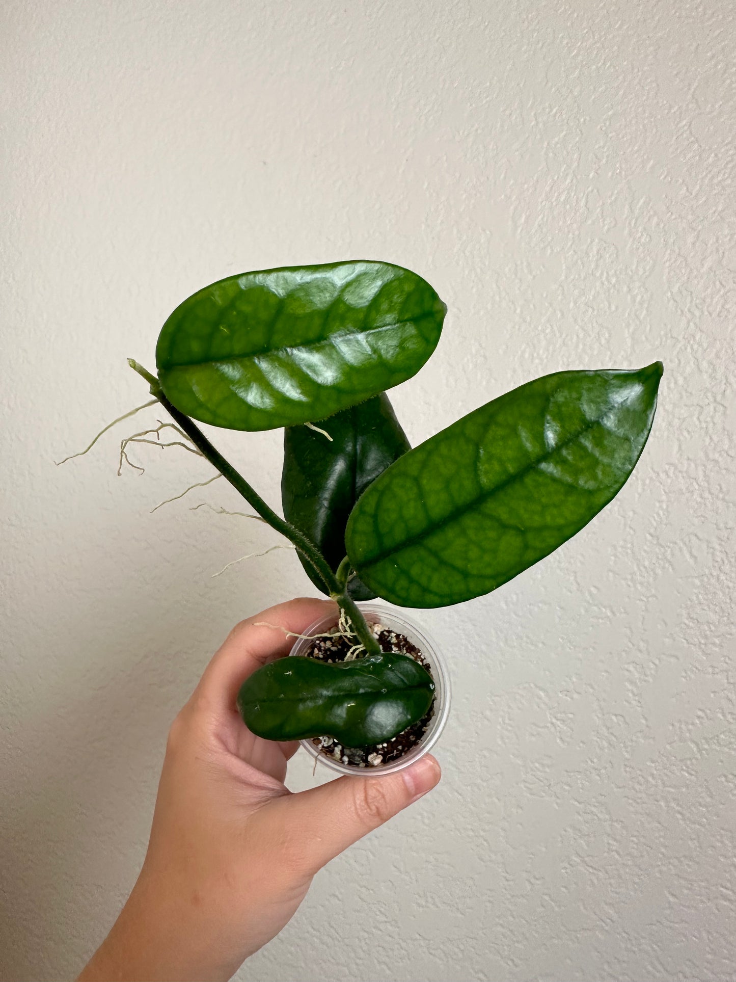 Hoya globulosa