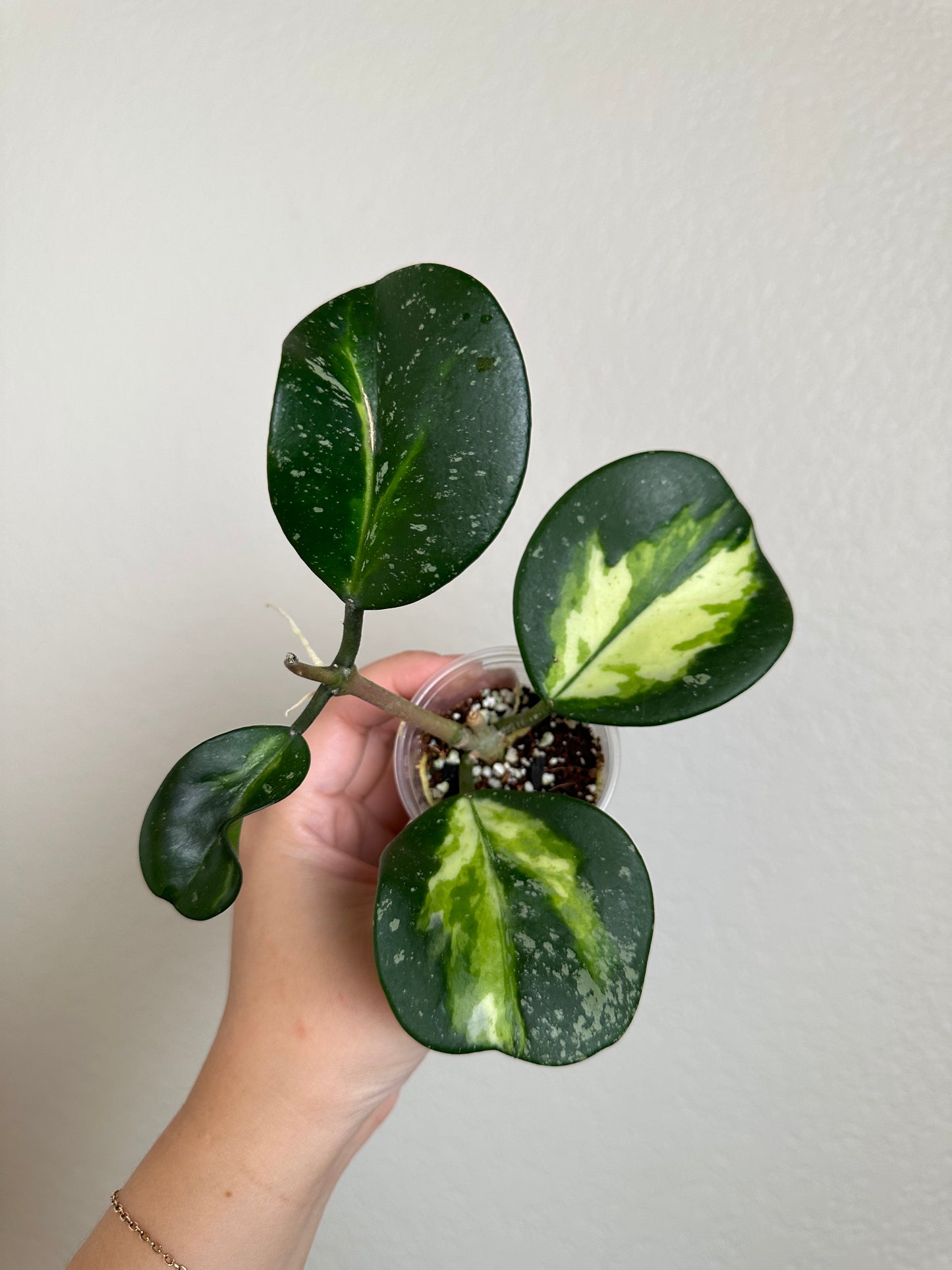 Hoya obovata (inner-variegated)