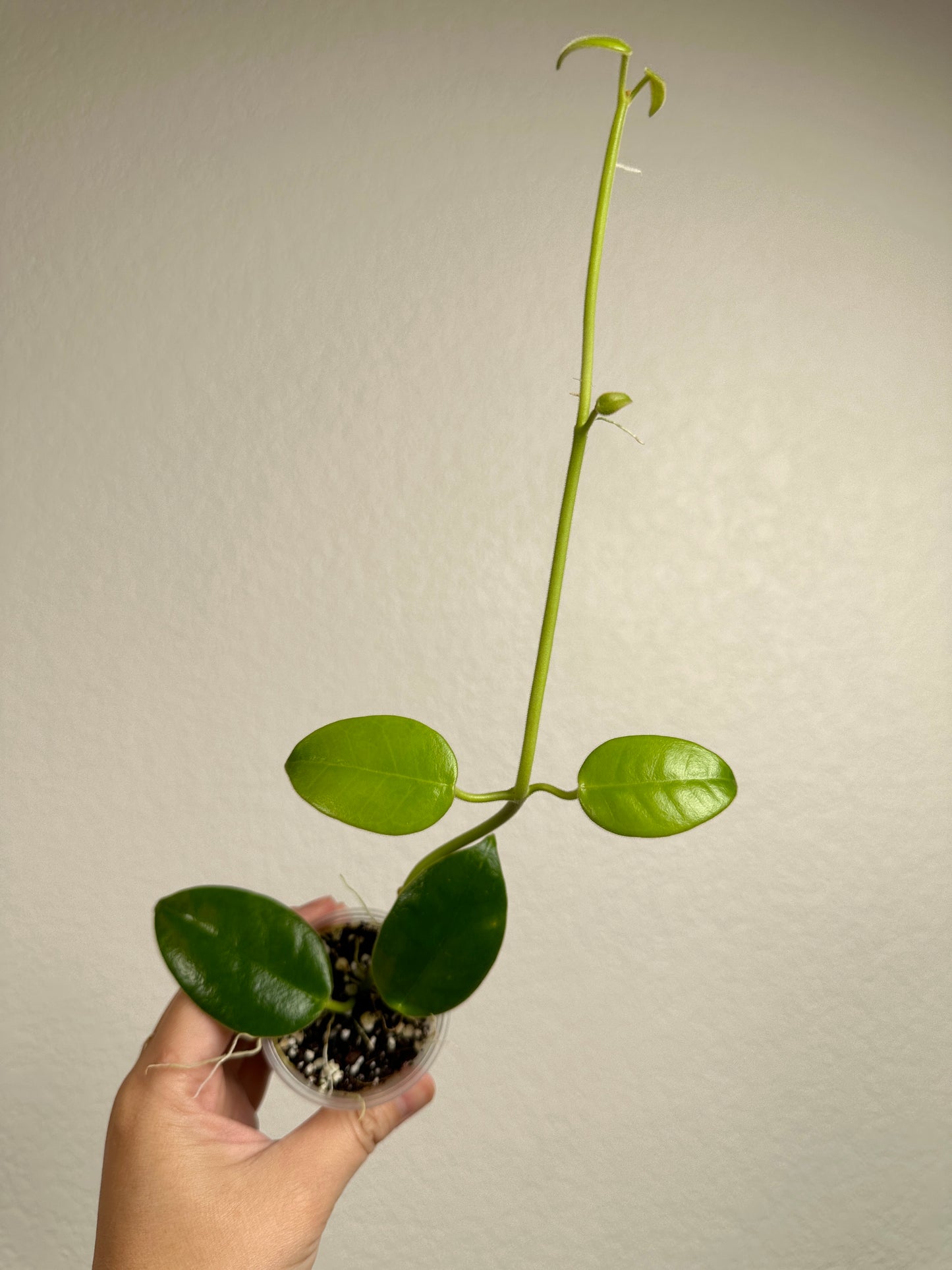 Hoya ciliata