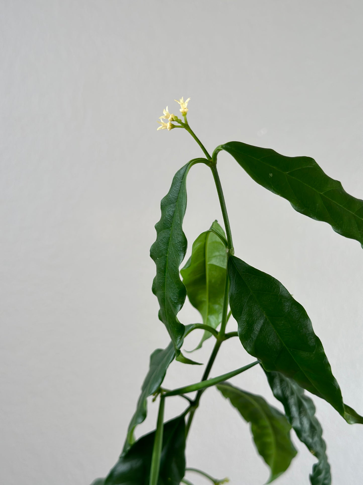 Hoya papaschonii seeds