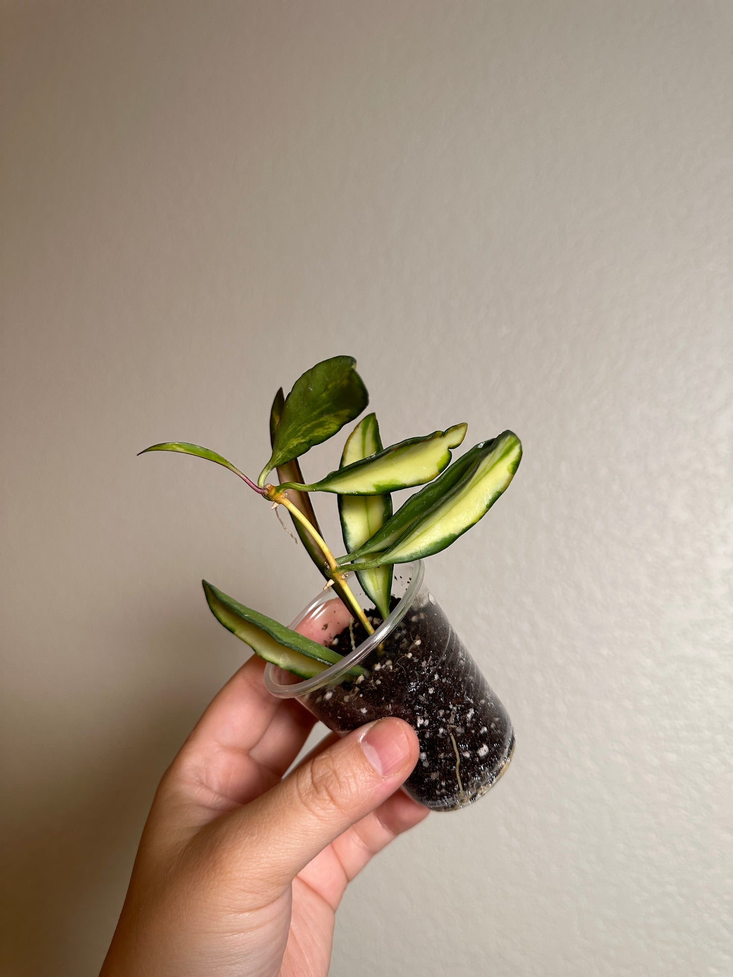 Hoya wayetii (inner-variegated)