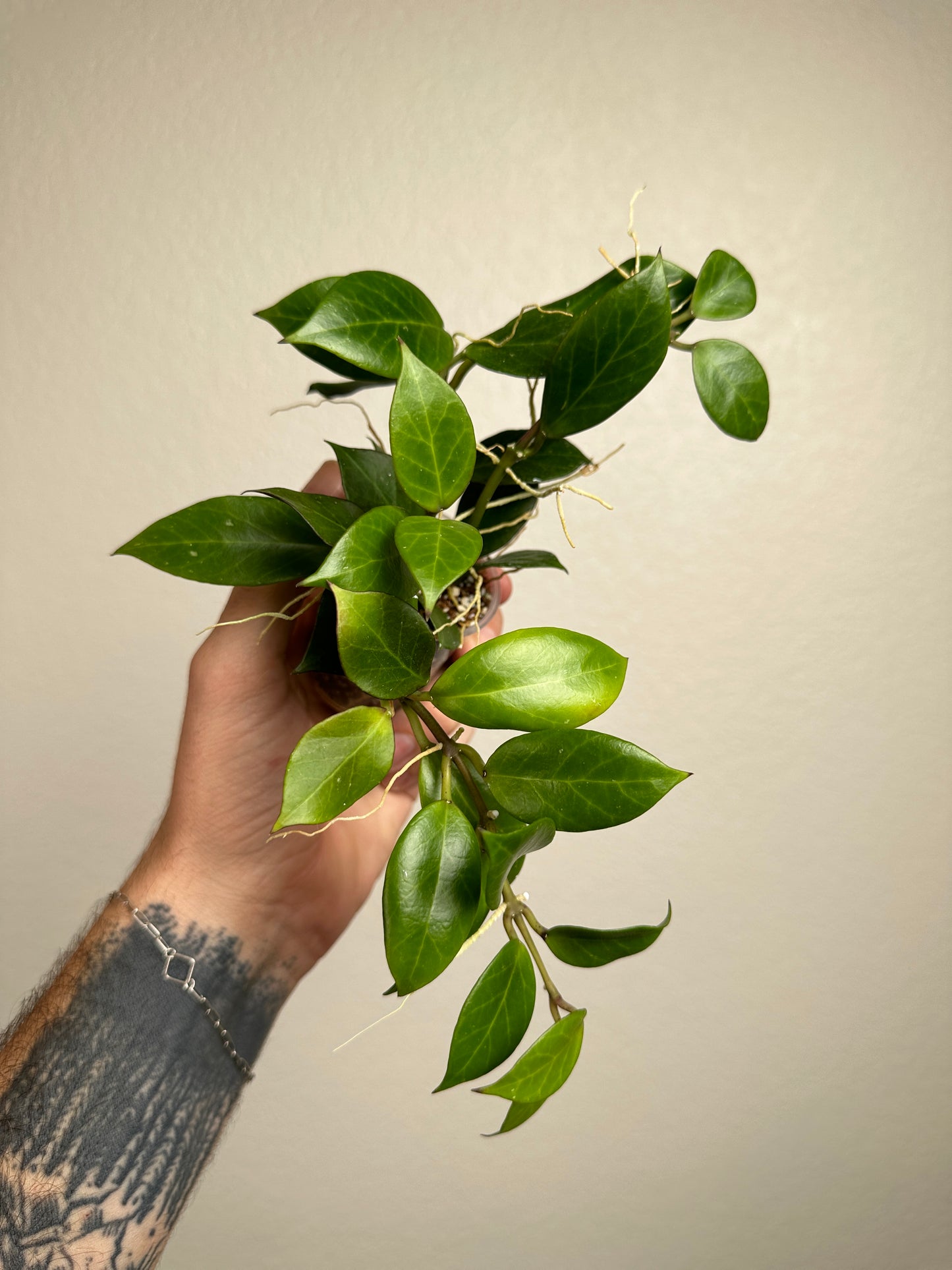 Hoya obscura