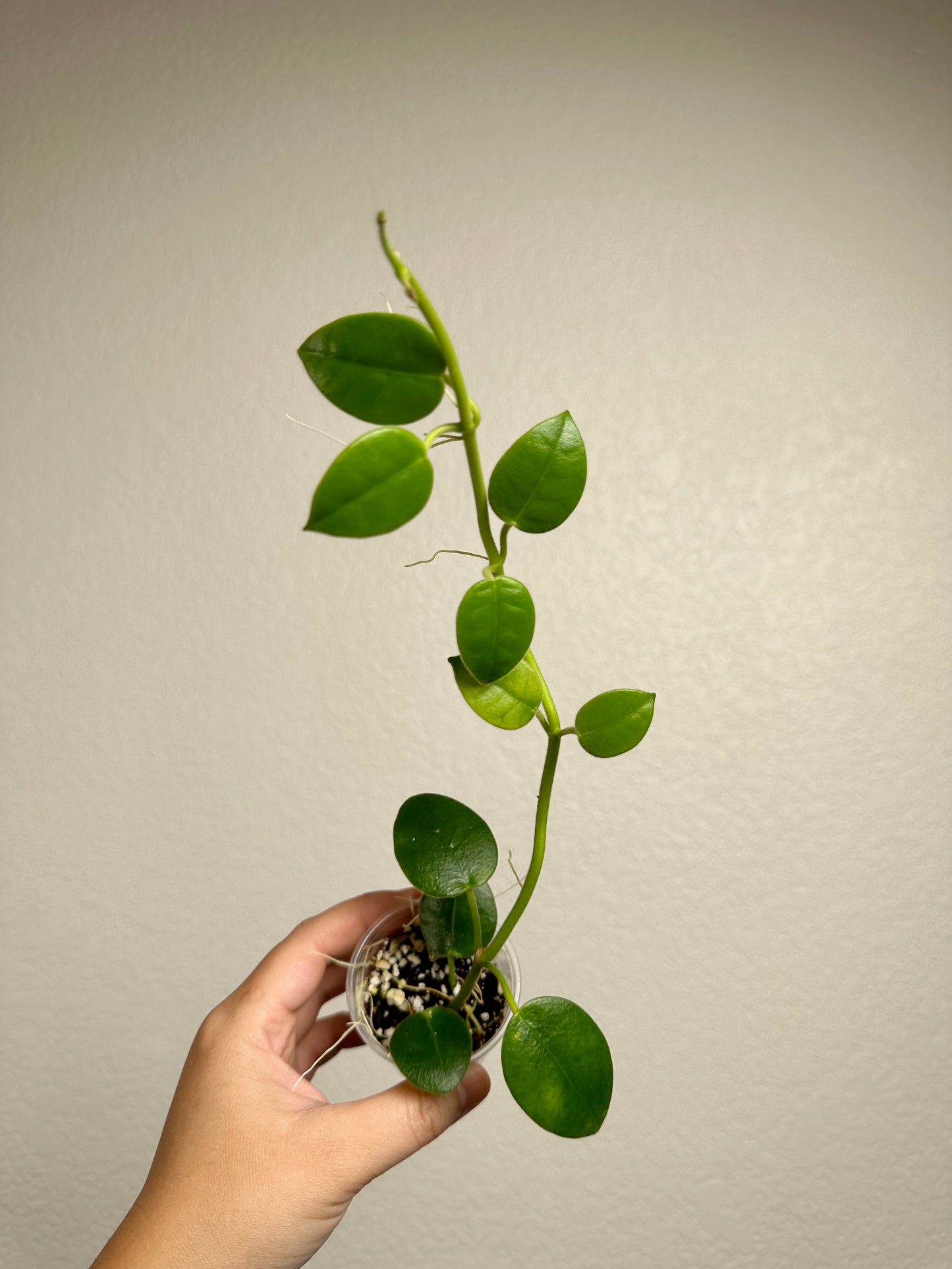 Hoya ciliata