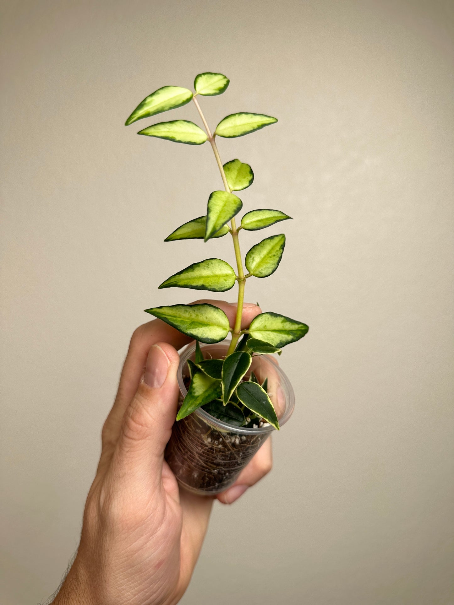 Hoya bella mixed variegated pot