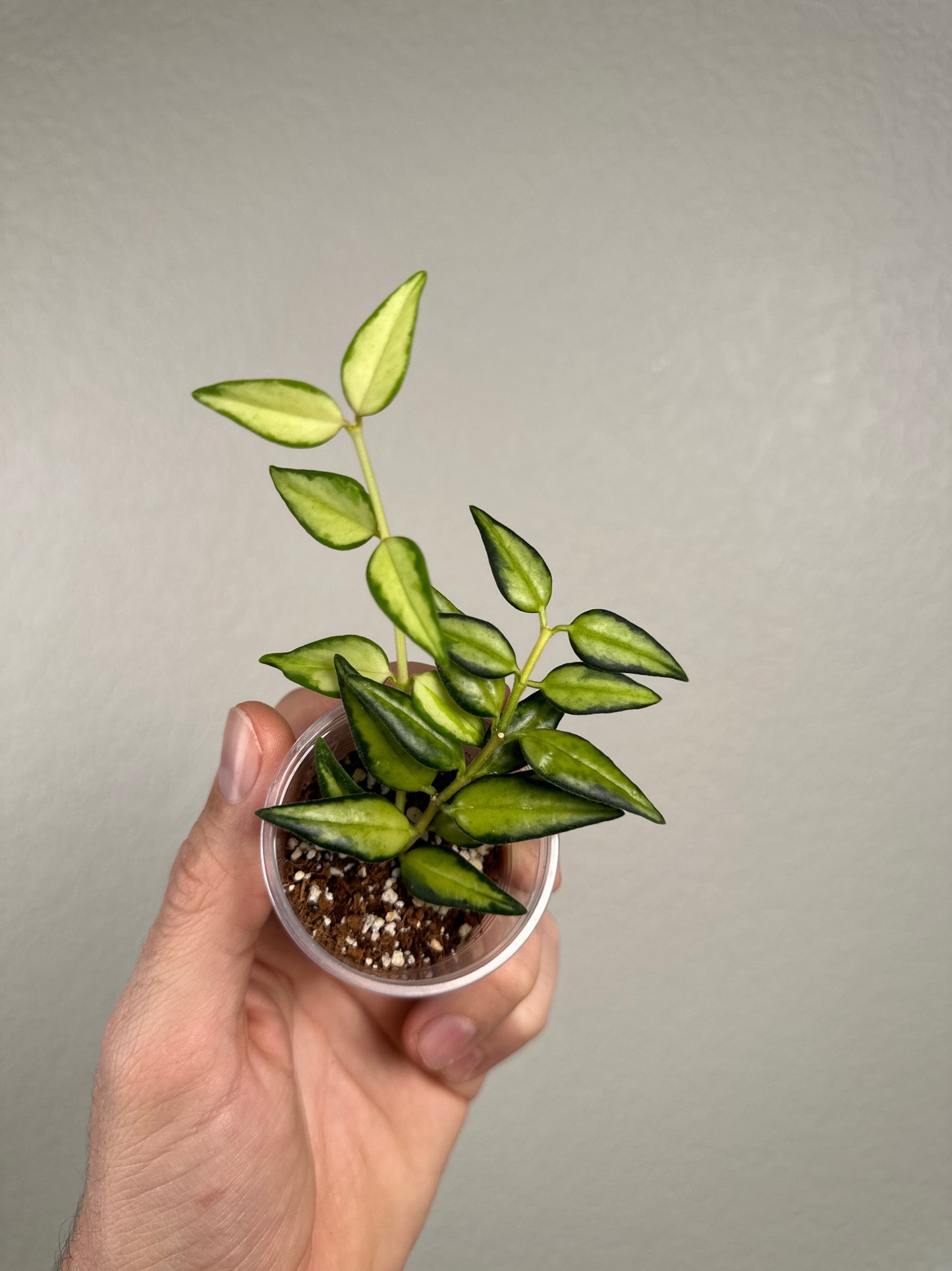 Hoya bella 'Lida Buis'