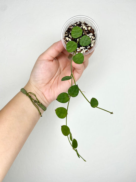 Dischidia Hirsuta