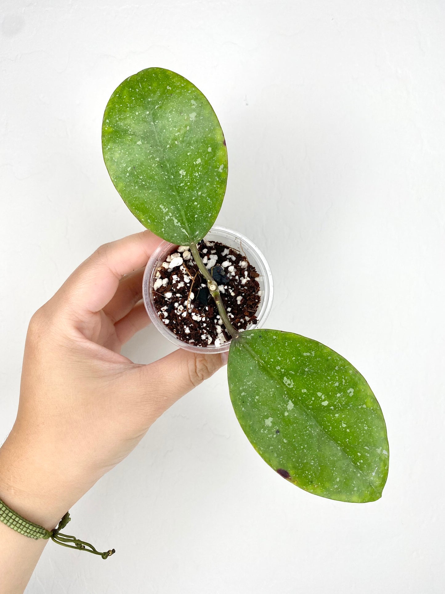 Hoya AH-053