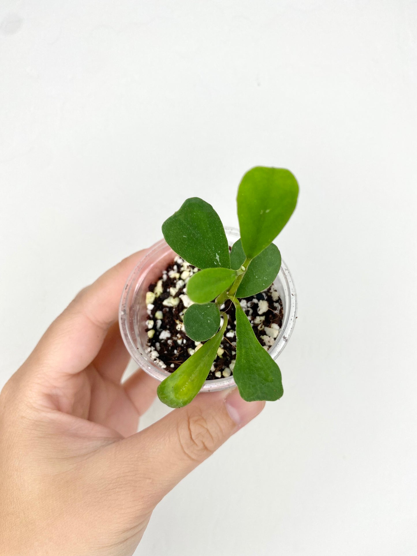 Hoya manipruensis