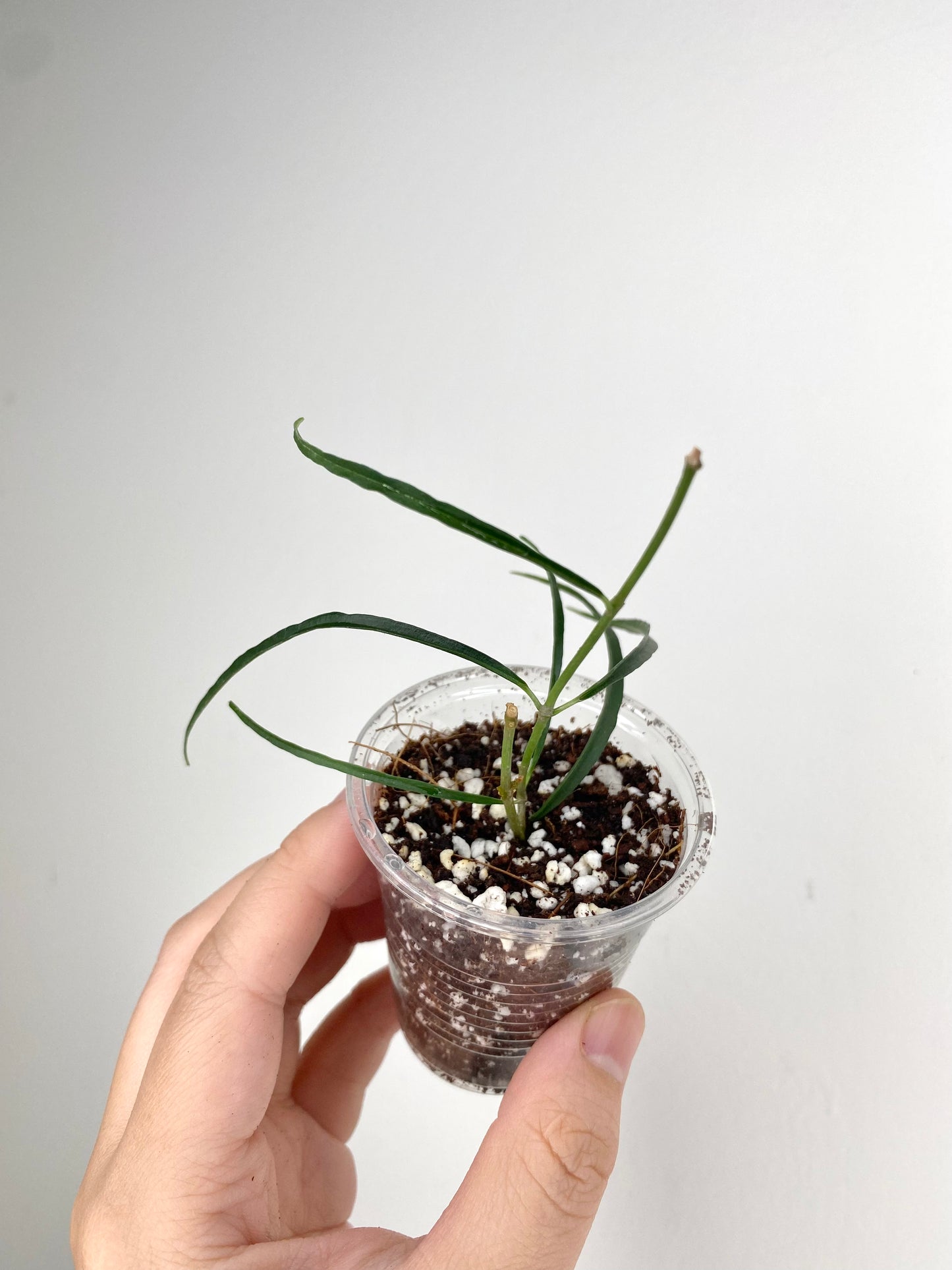 Hoya stenophylla