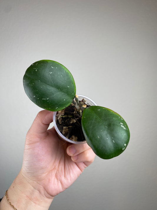 Hoya obovata 'Amela' (outer variegated)
