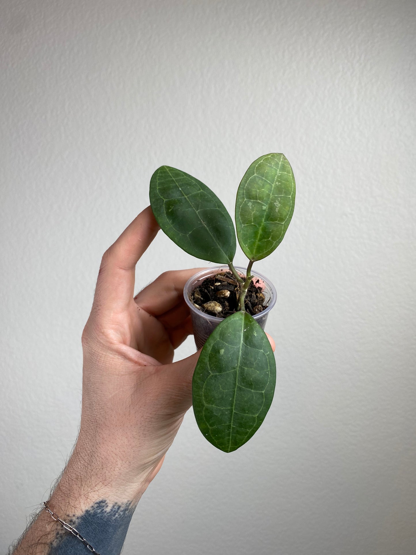 Hoya elliptica (oblong leaves)