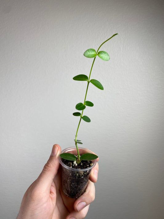 Hoya cumingiana