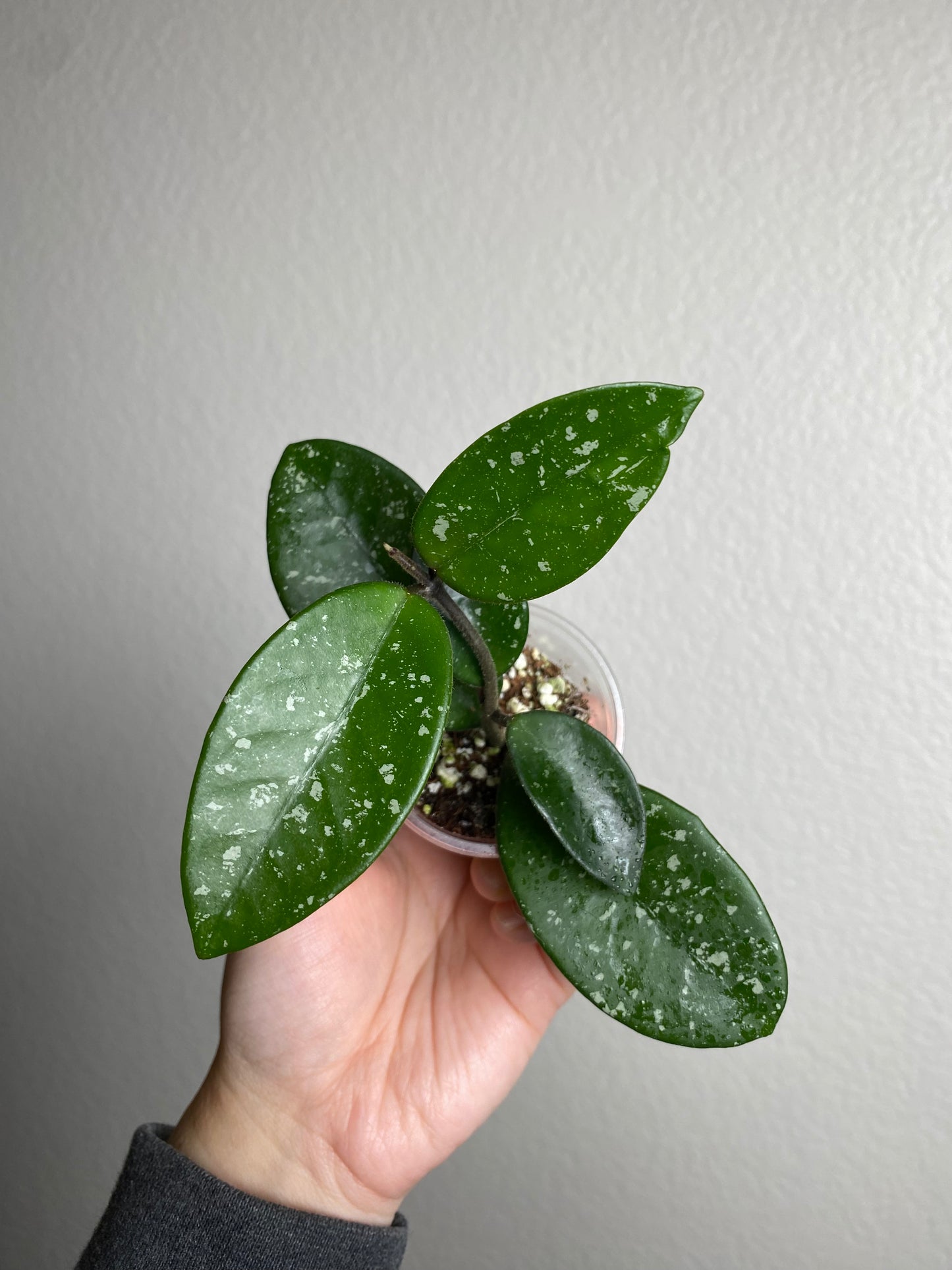 Hoya 'Jeurney'